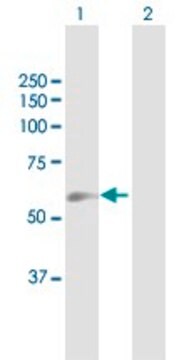 Anti-GGTLA1 antibody produced in mouse purified immunoglobulin, buffered aqueous solution