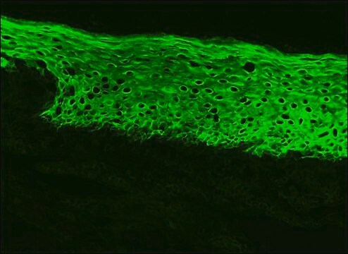 Monoclonal Anti-I-CAM-1 (CD54) antibody produced in mouse clone 8.4A6, purified immunoglobulin