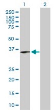 Anti-ING1 antibody produced in rabbit purified immunoglobulin, buffered aqueous solution