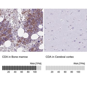 Anti-CDA antibody produced in rabbit Prestige Antibodies&#174; Powered by Atlas Antibodies, affinity isolated antibody, buffered aqueous glycerol solution