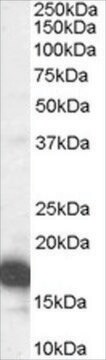 抗CDKN2A(アイソフォーム1)/P16INK4A抗体 ヤギ宿主抗体 affinity isolated antibody, buffered aqueous solution