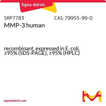 MMP-3 human recombinant, expressed in E. coli, &#8805;95% (SDS-PAGE), &#8805;95% (HPLC)