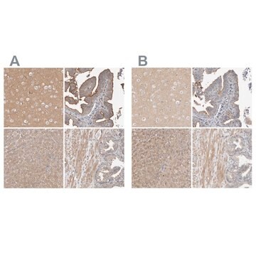 抗MPRIP ウサギ宿主抗体 Prestige Antibodies&#174; Powered by Atlas Antibodies, affinity isolated antibody, buffered aqueous glycerol solution, Ab2