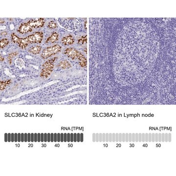 Anti-SLC36A2 antibody produced in rabbit Prestige Antibodies&#174; Powered by Atlas Antibodies, affinity isolated antibody, buffered aqueous glycerol solution