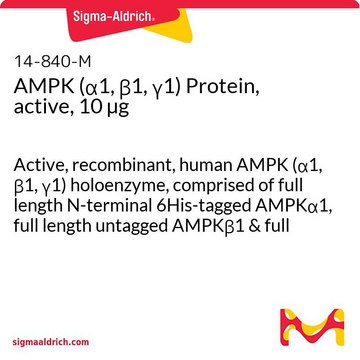 AMPK (&#945;1, &#946;1, &#947;1) Protein, active, 10 &#181;g Active, recombinant, human AMPK (&#945;1, &#946;1, &#947;1) holoenzyme, comprised of full length N-terminal 6His-tagged AMPK&#945;1, full length untagged AMPK&#946;1 &amp; full length untagged AMPK&#947;1. For use in Kinase Assays.