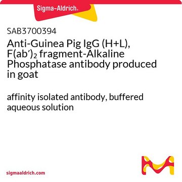 Anti-Guinea Pig IgG (H+L), F(ab&#8242;)2 fragment-Alkaline Phosphatase antibody produced in goat affinity isolated antibody, buffered aqueous solution