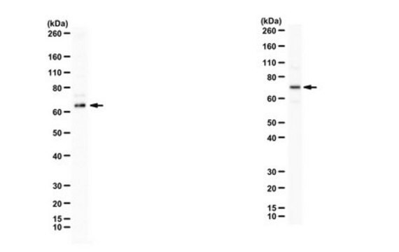 Anti-Cdc45 from rabbit