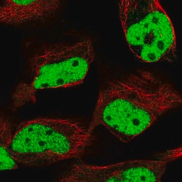 Anti-MLH1 antibody produced in rabbit Prestige Antibodies&#174; Powered by Atlas Antibodies, affinity isolated antibody