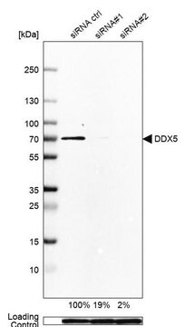 Anti-DDX5 antibody produced in rabbit Prestige Antibodies&#174; Powered by Atlas Antibodies, affinity isolated antibody, buffered aqueous glycerol solution