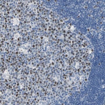 Anti-MCM3 antibody produced in rabbit Ab2, Prestige Antibodies&#174; Powered by Atlas Antibodies, affinity isolated antibody, buffered aqueous glycerol solution