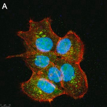 Anti-SIRT6 Antibody, clone 1O6 ZooMAb&#174; Rabbit Monoclonal recombinant, expressed in HEK 293 cells