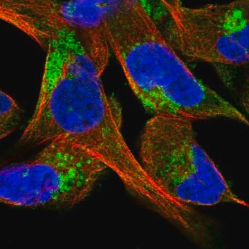 Anti-CLCN5 antibody produced in rabbit Prestige Antibodies&#174; Powered by Atlas Antibodies, affinity isolated antibody