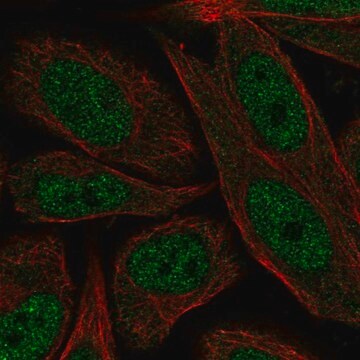 Anti-ERCC2 antibody produced in rabbit Prestige Antibodies&#174; Powered by Atlas Antibodies, affinity isolated antibody