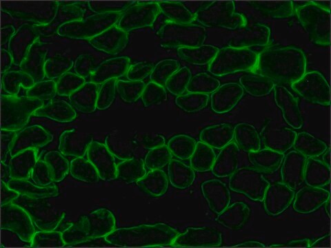 抗 层粘连蛋白-2（&#945;-2 链）抗体，大鼠单克隆 clone 4H8-2, purified from hybridoma cell culture