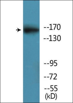 Anti-phospho-GRIN2B (pSer1303) antibody produced in rabbit affinity isolated antibody