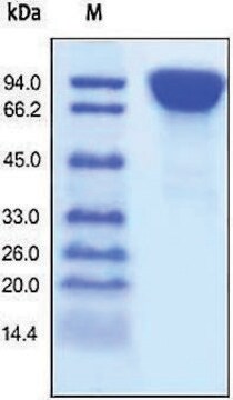 DPPIV/CD26（未标记） 人 recombinant, expressed in HEK 293 cells, &#8805;95% (SDS-PAGE)