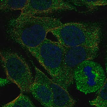 Anti-Pla2G4E Antibody Produced In Rabbit Prestige Antibodies&#174; Powered by Atlas Antibodies, affinity isolated antibody, buffered aqueous glycerol solution