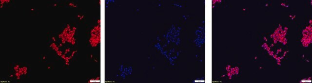 Sonda FISH-Cy3 dla drożdży Probe for fluorescence in situ hybridization (FISH), 20&#181;M in water