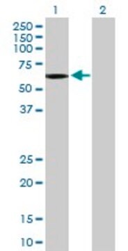 抗OCLN抗体 マウス宿主抗体 purified immunoglobulin, buffered aqueous solution