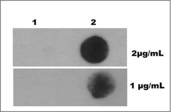 Anti-N6-Methyladenosin-Antikörper (m6A), Klon&nbsp;17-3-4-1 clone 17-3-4-1, from mouse