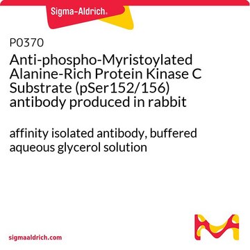 Anti-phospho-Myristoylated Alanine-Rich Protein Kinase C Substrate (pSer152/156) antibody produced in rabbit affinity isolated antibody, buffered aqueous glycerol solution