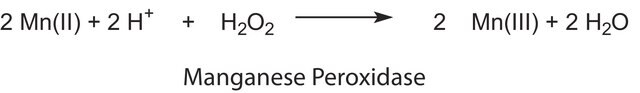 Mangan-Peroxidase from white-rot fungus (Phanerochaete chrysosporium) recombinant, expressed in corn, lyophilized powder, &#8805;200&#160;units/g solid