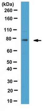 Anti-SUN2 Antibody from rabbit, purified by affinity chromatography