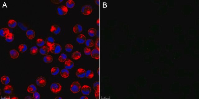 Anticorps anti-grippe&nbsp;A, de type nucléoprotéine, mélange des clones&nbsp;A1 et A3 ascites fluid, Chemicon&#174;, from mouse