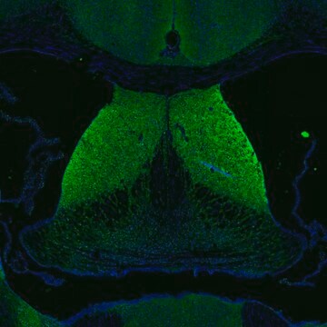 Anti-DAGLA antibody produced in rabbit Prestige Antibodies&#174; Powered by Atlas Antibodies, affinity isolated antibody, buffered aqueous glycerol solution