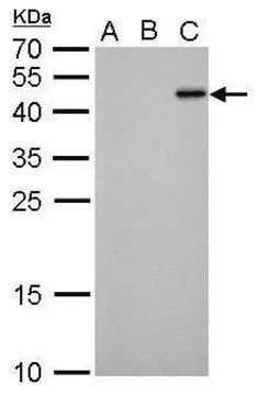 单克隆抗-RFP 小鼠抗 clone GT1433, affinity isolated antibody