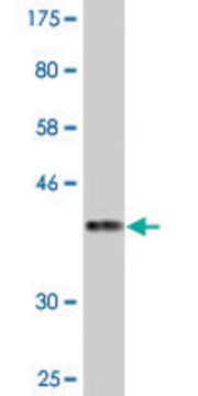 Monoclonal Anti-KIF16B antibody produced in mouse clone 2B5, purified immunoglobulin, buffered aqueous solution