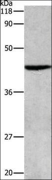 抗APG4B抗体 ウサギ宿主抗体 affinity isolated antibody