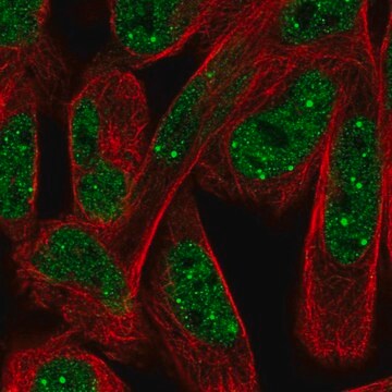 Anti-NPAT antibody produced in rabbit Prestige Antibodies&#174; Powered by Atlas Antibodies, affinity isolated antibody