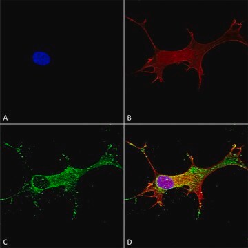 Monoclonal Anti-Glun2A/Nr2A - Biotin antibody produced in mouse clone S327A-38, purified immunoglobulin