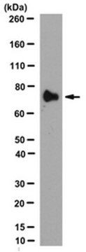 Anti-MMP-9 (aktiv)-Antikörper, Klon 4A3 clone 4A3, from mouse