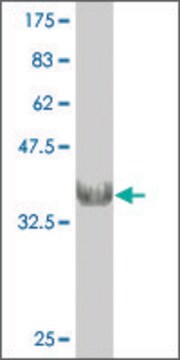 Monoclonal Anti-CHRNB1 antibody produced in mouse clone 4G4, purified immunoglobulin, buffered aqueous solution