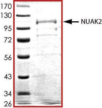 NUAK2、活性型、GSTタグ融合 ヒト PRECISIO&#174; Kinase, recombinant, expressed in baculovirus infected Sf9 cells, &#8805;70% (SDS-PAGE), buffered aqueous glycerol solution