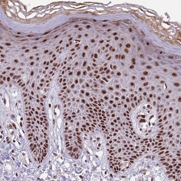 Anti-THOC2 antibody produced in rabbit Prestige Antibodies&#174; Powered by Atlas Antibodies, affinity isolated antibody, buffered aqueous glycerol solution