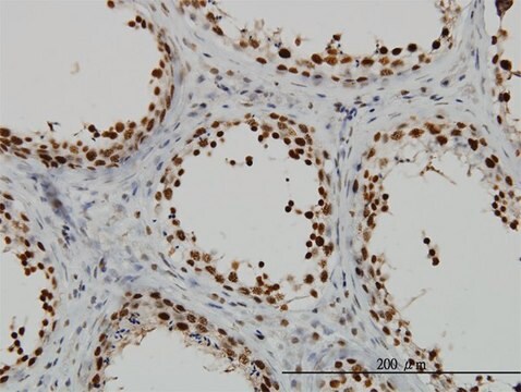 Monoclonal Anti-RAD18 antibody produced in mouse clone 3H7, purified immunoglobulin, buffered aqueous solution