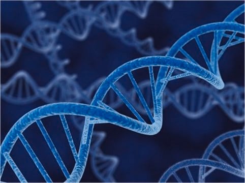 pACYCDuet-1-DNA&nbsp;– Novagen pACYCDuet-1 is designed for the coexpression of two target genes. The vector encodes two multiple cloning sites (MCS) each of which is receded by a T7 promoter, lac operator and ribosome binding site.