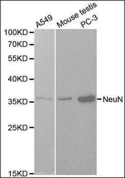 Anti-NeuN antibody produced in rabbit affinity isolated antibody