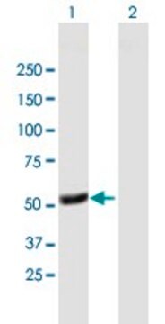 Anti-TFDP1 antibody produced in mouse purified immunoglobulin, buffered aqueous solution