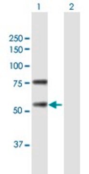 Anti-REC8 antibody produced in mouse purified immunoglobulin, buffered aqueous solution