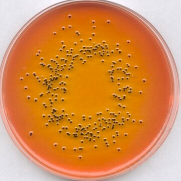 GranuCult&#174; prime Salmonella Shigella (SS) Agar ISO 6579