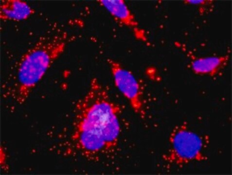 Monoclonal Anti-CSF2RA antibody produced in mouse clone 2G5, purified immunoglobulin, buffered aqueous solution