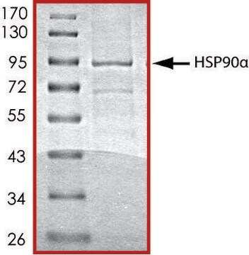 HSP90 &#945;，His 标记 人 recombinant, expressed in baculovirus infected Sf9 cells, &#8805;70% (SDS-PAGE), buffered aqueous glycerol solution