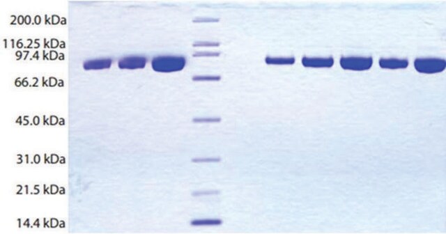 Inhibitor C1 esterazy &#8805;95% (SDS-PAGE)