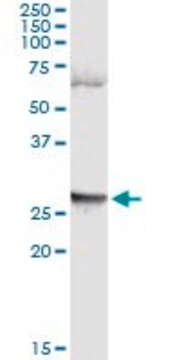 Monoclonal Anti-LFNG antibody produced in mouse clone 4F8, purified immunoglobulin, buffered aqueous solution