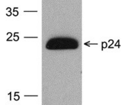 Monoklonalny anty-HIV-1p24 [7F4] (HRP) purified antibody (Protein A)