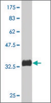 Monoclonal Anti-PAK4 antibody produced in mouse clone 3F10, purified immunoglobulin, buffered aqueous solution